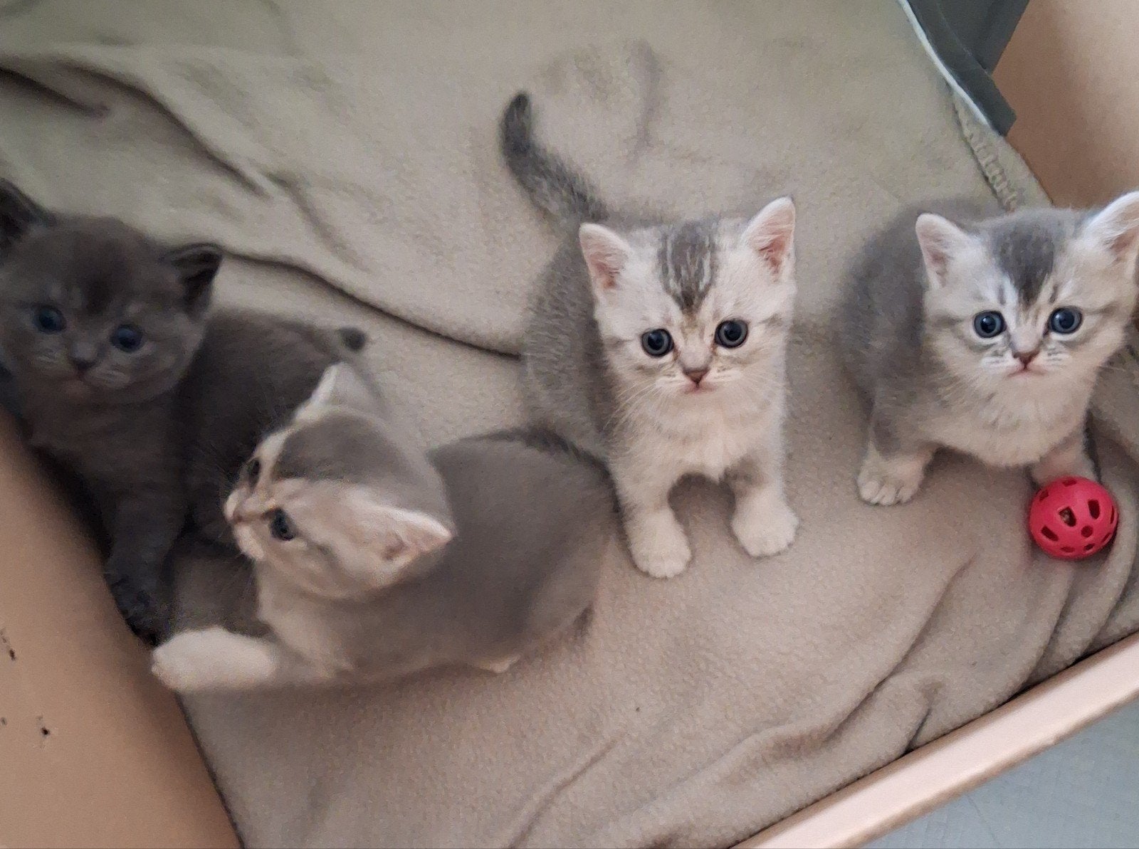 BRITSE KORTHAAR KITTENS 100%...NOG 3 BESCHIKBAAR, Dieren en Toebehoren, Meerdere dieren, Ontwormd