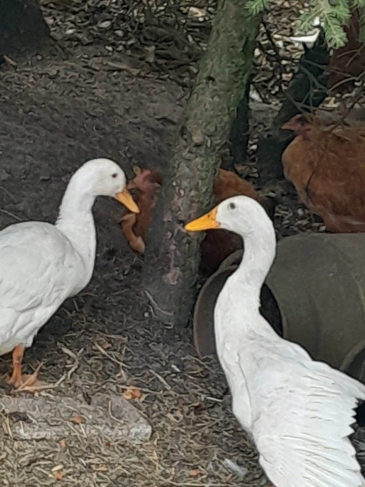 Loopeenden/fleseenden, Meerdere dieren