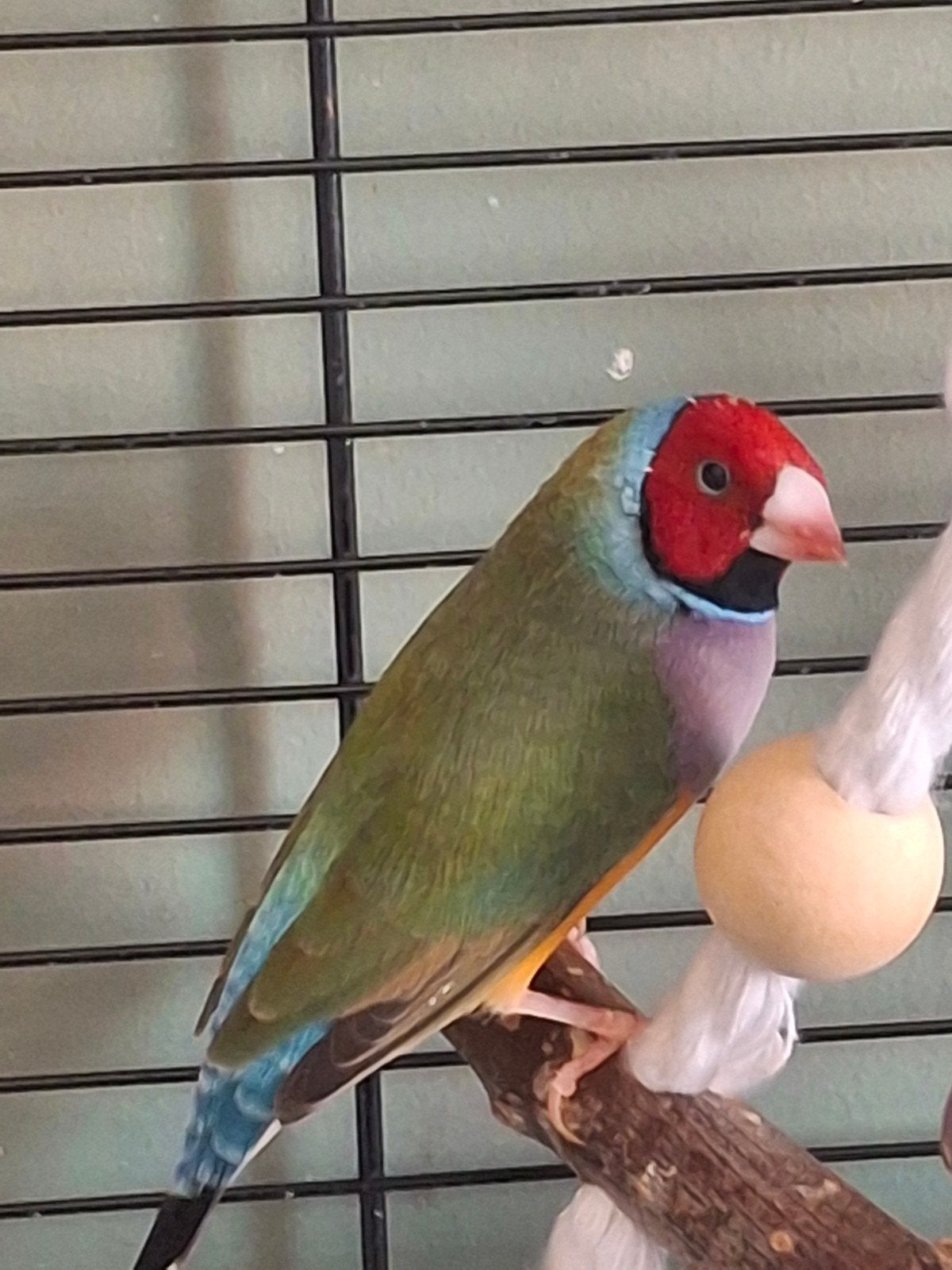 Prachtige gouldamadine te koop man. Bijna 6 maanden oud., Dieren en Toebehoren, Vogels | Overige Vogels, Mannelijk, Tropenvogel