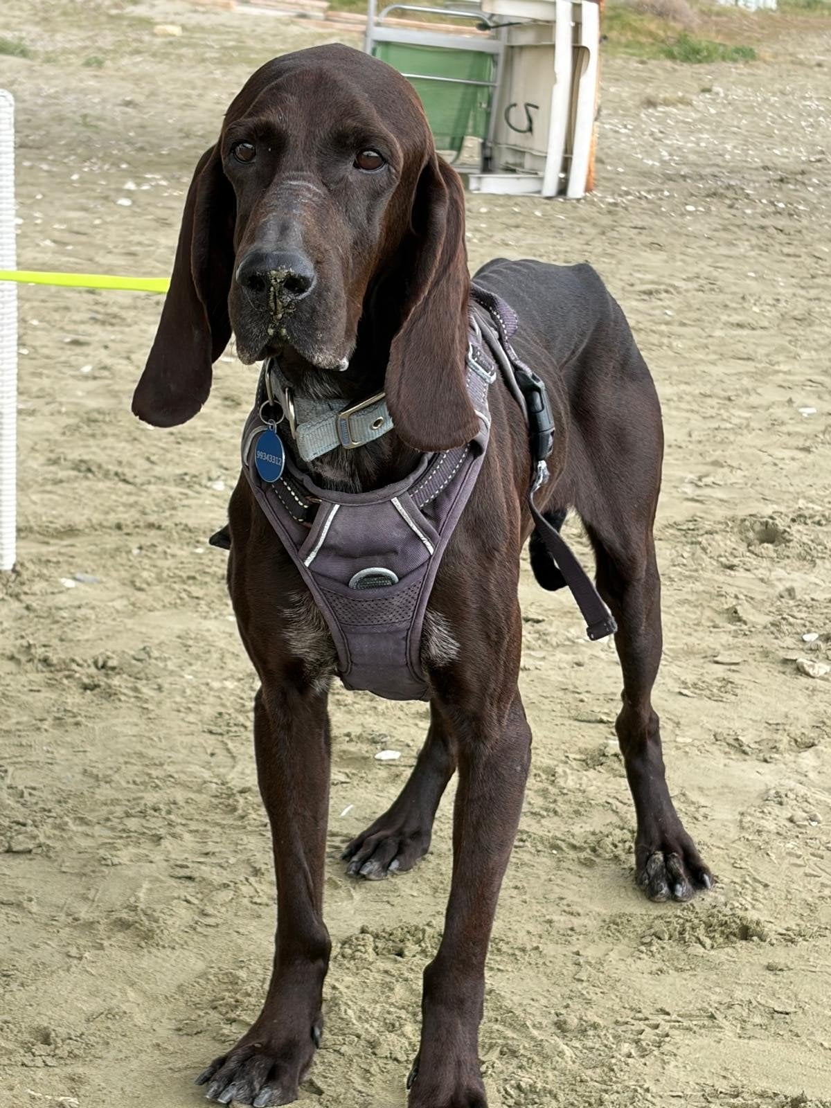 Prachtige pointer kruising Jar zoekt sportieve familie, 1 tot 2 jaar, Buitenland, Pointer, Parvo