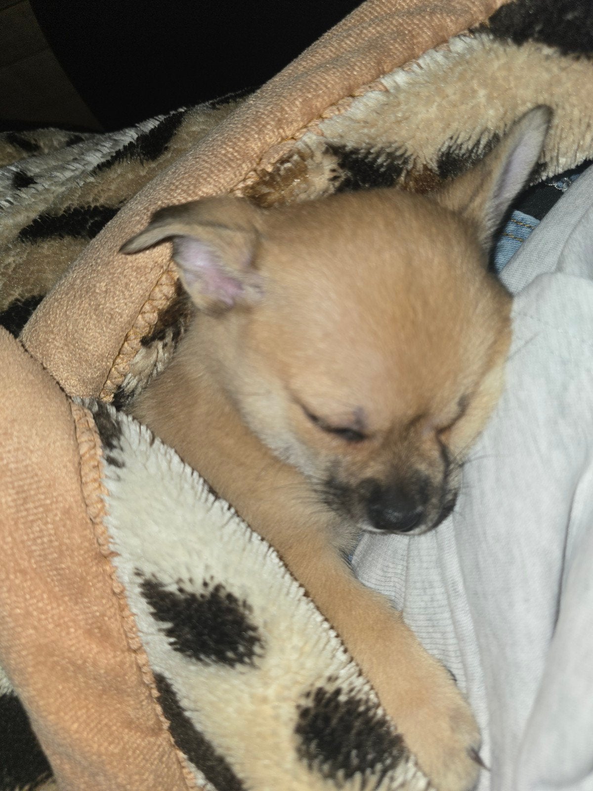 4 prachtige pomchipups, Overige rassen, 8 tot 15 weken, Meerdere, Meerdere dieren