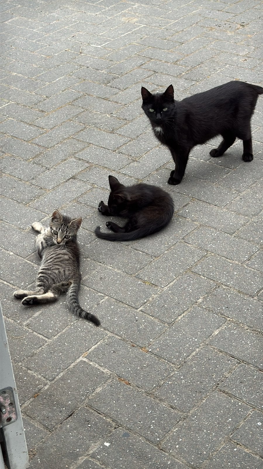 Prachtig cyperse en zwarte kittens. Al gevaccineerd!, Meerdere dieren