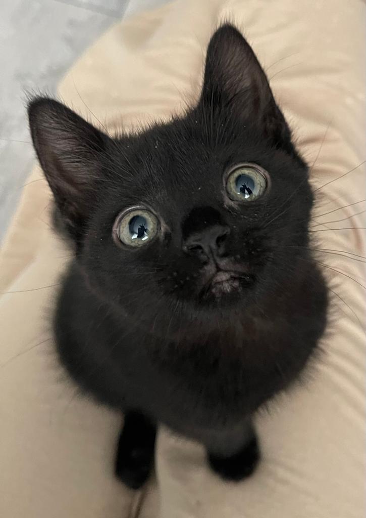 Lieve kittens, Dieren en Toebehoren, Katten en Kittens | Raskatten | Langhaar, Meerdere dieren, Ontwormd