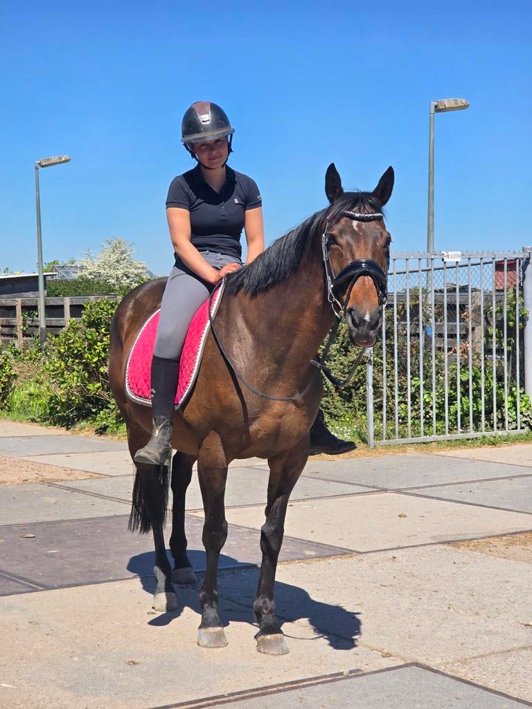 Nieuwe advertentie 14jarige merrie 157cm topbraaf, Merrie, Minder dan 160 cm, L, 11 jaar of ouder