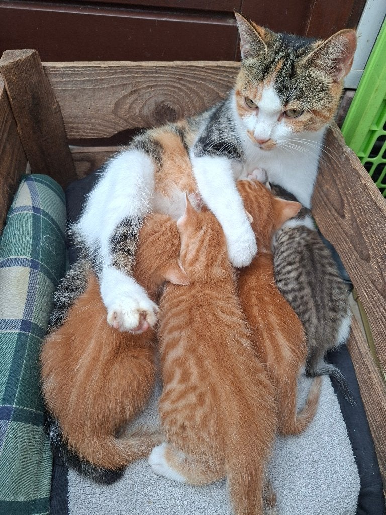 Lieve kittens, Meerdere dieren, Ontwormd, 0 tot 2 jaar