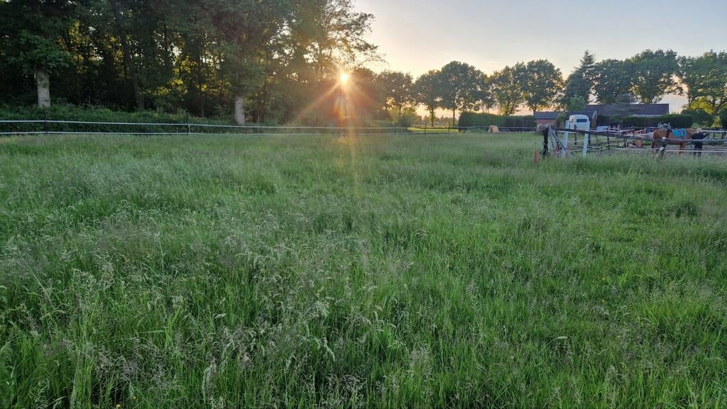 Gezocht: weiland/grasland, Weidegang
