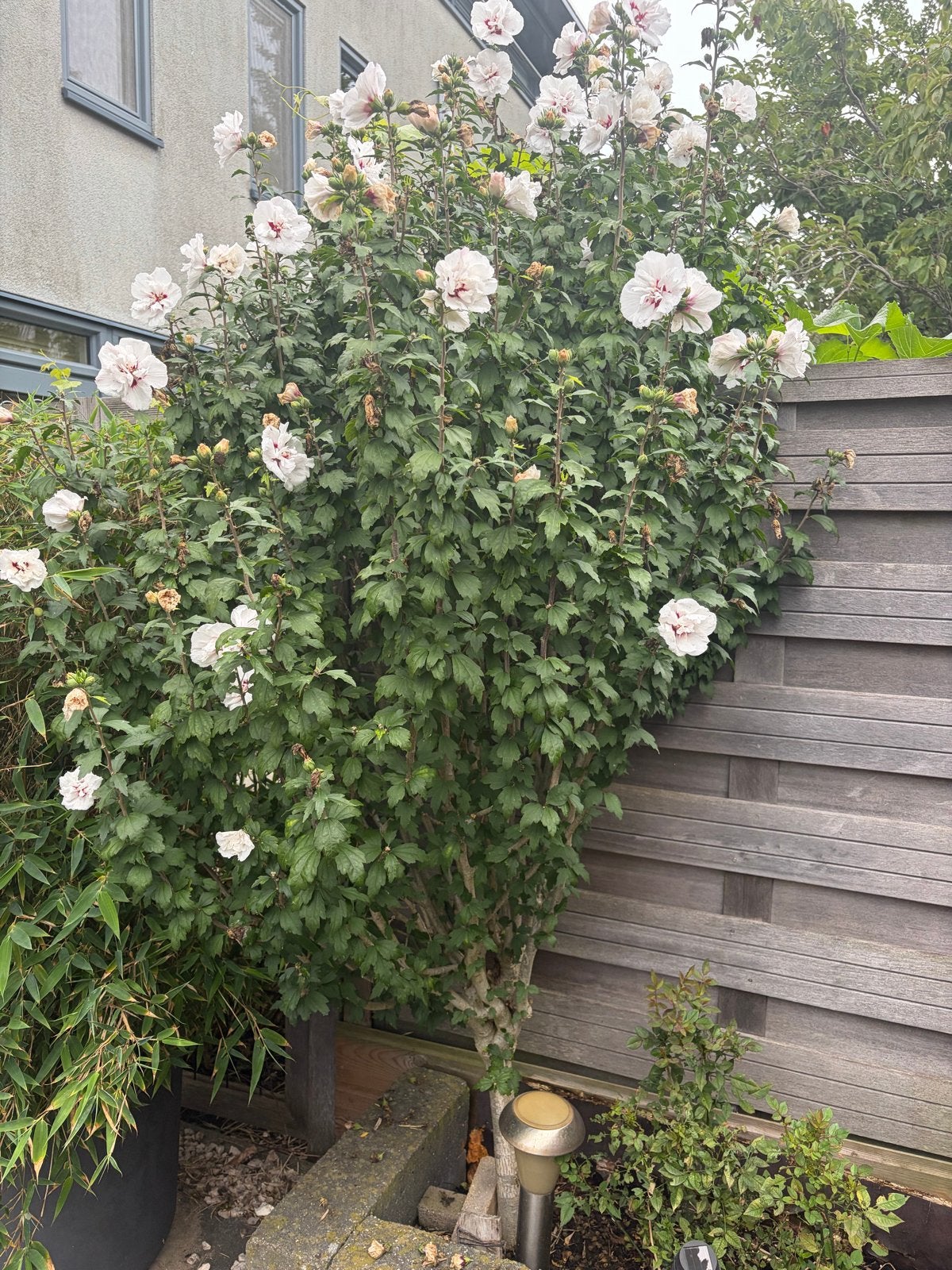 Witte Hibiscus (Altheastruik) - Prachtige bloeier, Overige soorten, Volle zon, Vaste plant, Ophalen of Verzenden