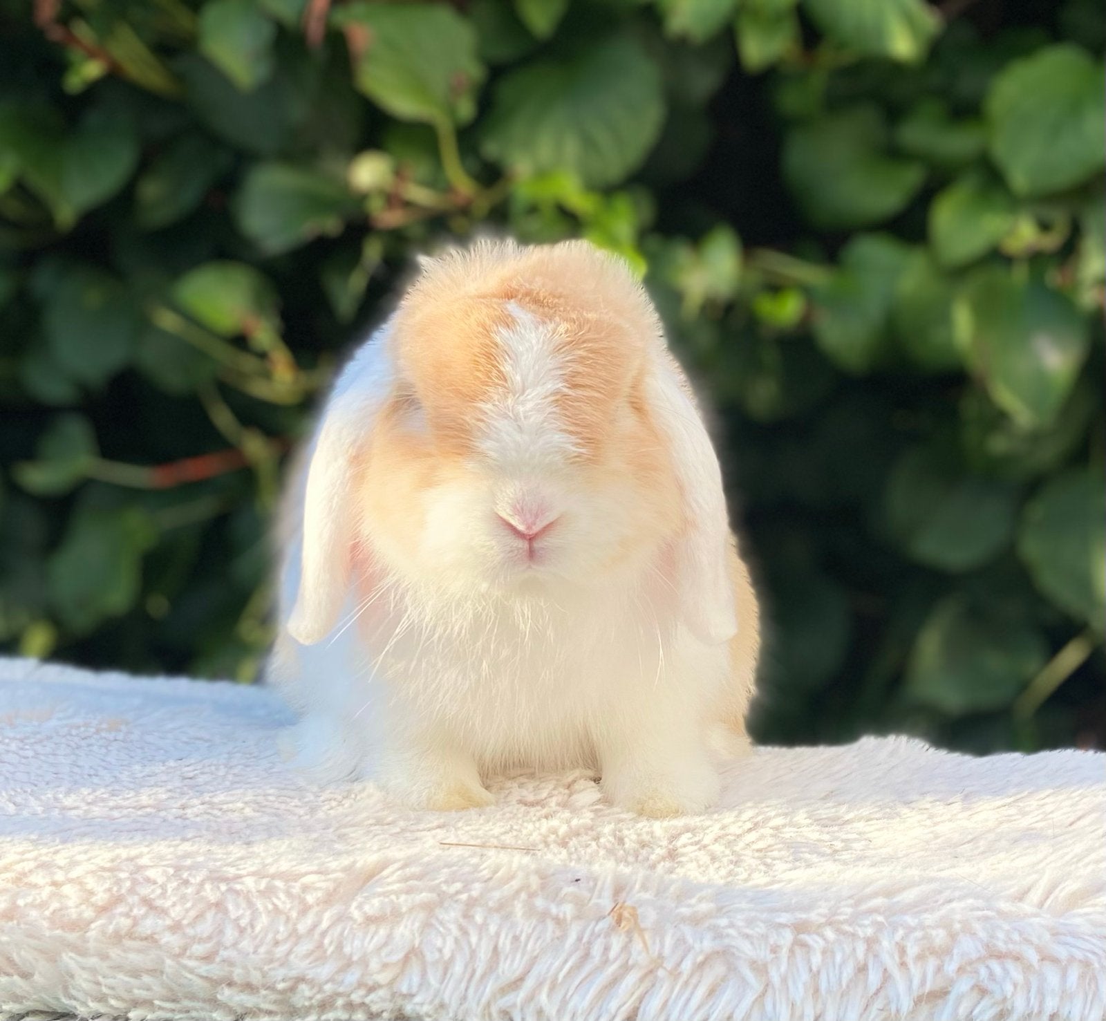 Prachtig minilop rammetje oranje wit-oor met bruine oogjes, Dieren en Toebehoren, Konijnen, Mannelijk, Dwerg, Hangoor, 0 tot 2 jaar