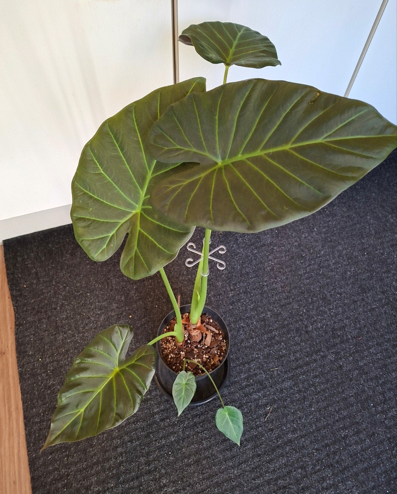 Alocasia Regal Shield 🪴  Prachtige Kamerplant Ophalen, Groene kamerplant, Ophalen, Overige soorten, Halfschaduw