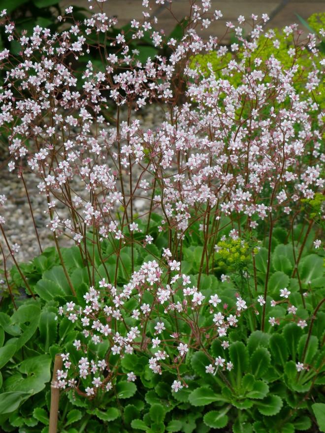 Stekjes van Saxifraga (schildersverdriet), Ophalen, Bodembedekkers, Volle zon, Vaste plant