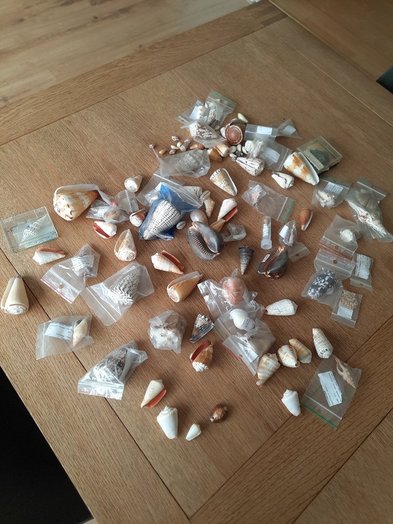 Partij schelpen uit goede verzameling. Ongeveer 100 stuks, Ophalen of Verzenden, Schelp(en)