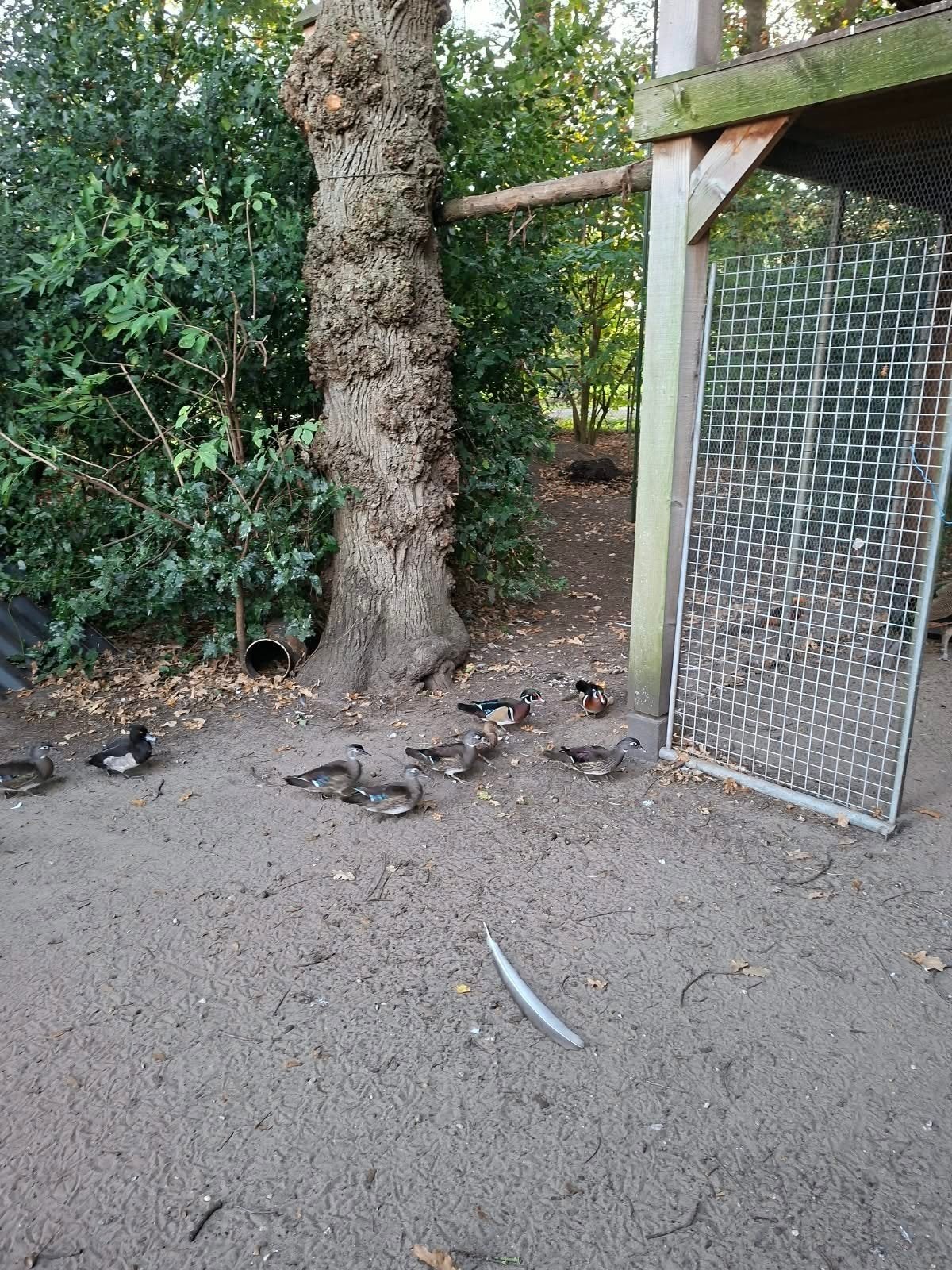 Carolina eenden., Dieren en Toebehoren, Ophalen, Overige typen