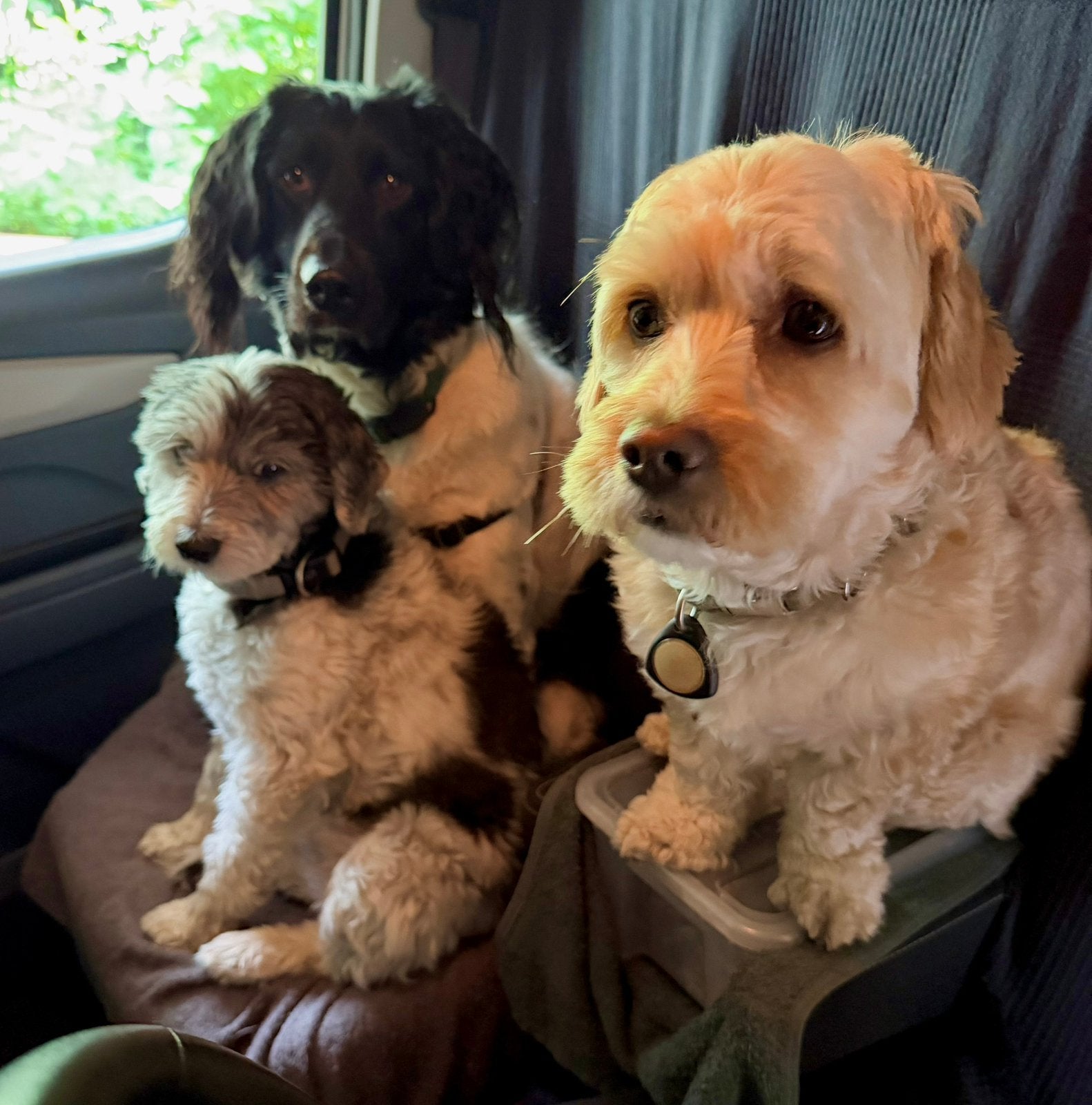 Honden wandelgroep / Honden opvang / zwemmen optioneel.