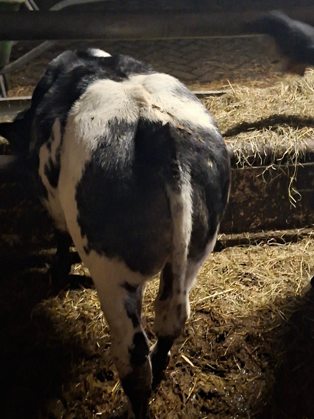 te koop dikbil kalveren, Dieren en Toebehoren, Vrouwelijk