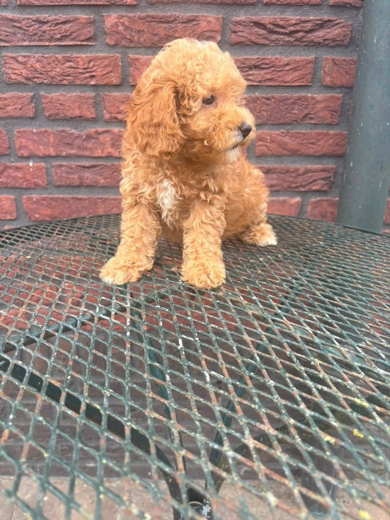 Dwergpoedel x Toypoedel pups, Poedel, Parvo, 8 tot 15 weken, Teef