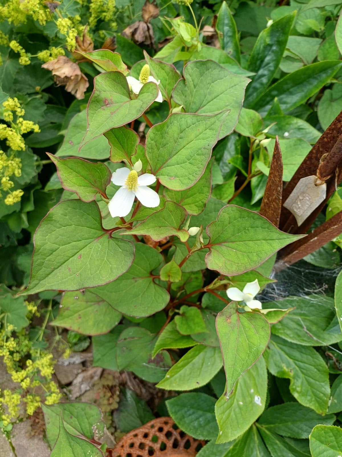 Vaste planten., Ophalen, Volle zon