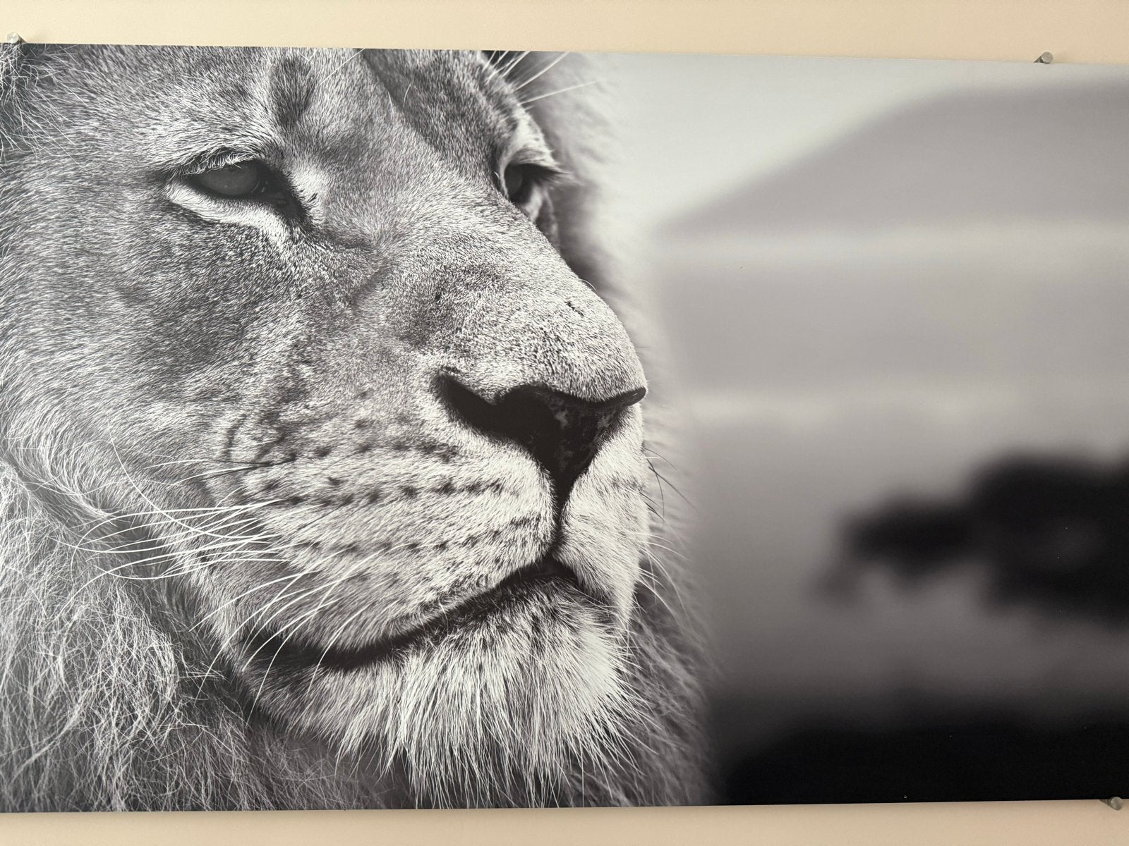 Groot Aluminium Schilderij Leeuw 180x90cm - Perfecte Staat, Dieren, Print, Metaal, Ophalen