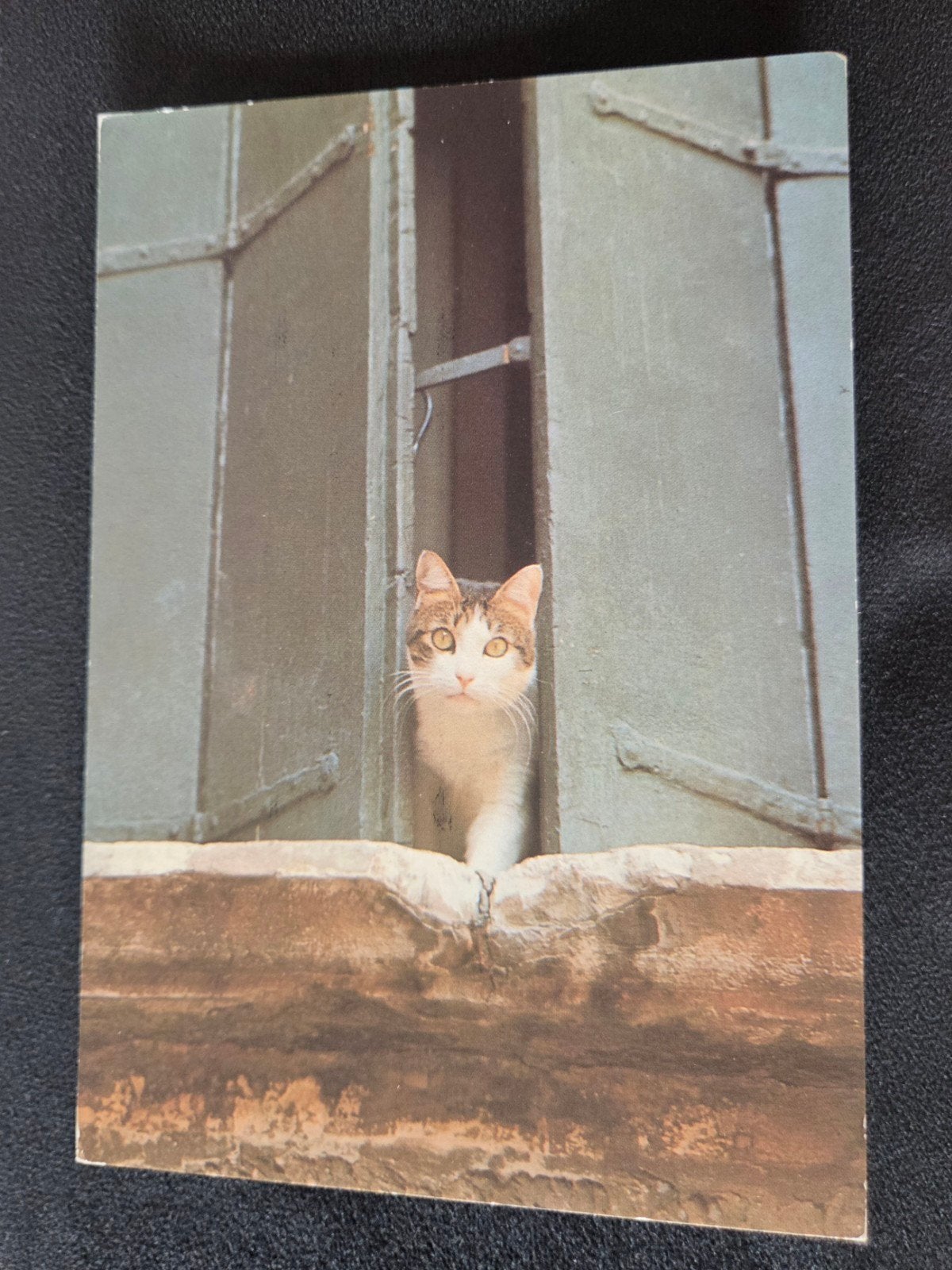 Kat kijkt uit het raam, Verzenden, 1980 tot heden, Gelopen, Hond of Kat