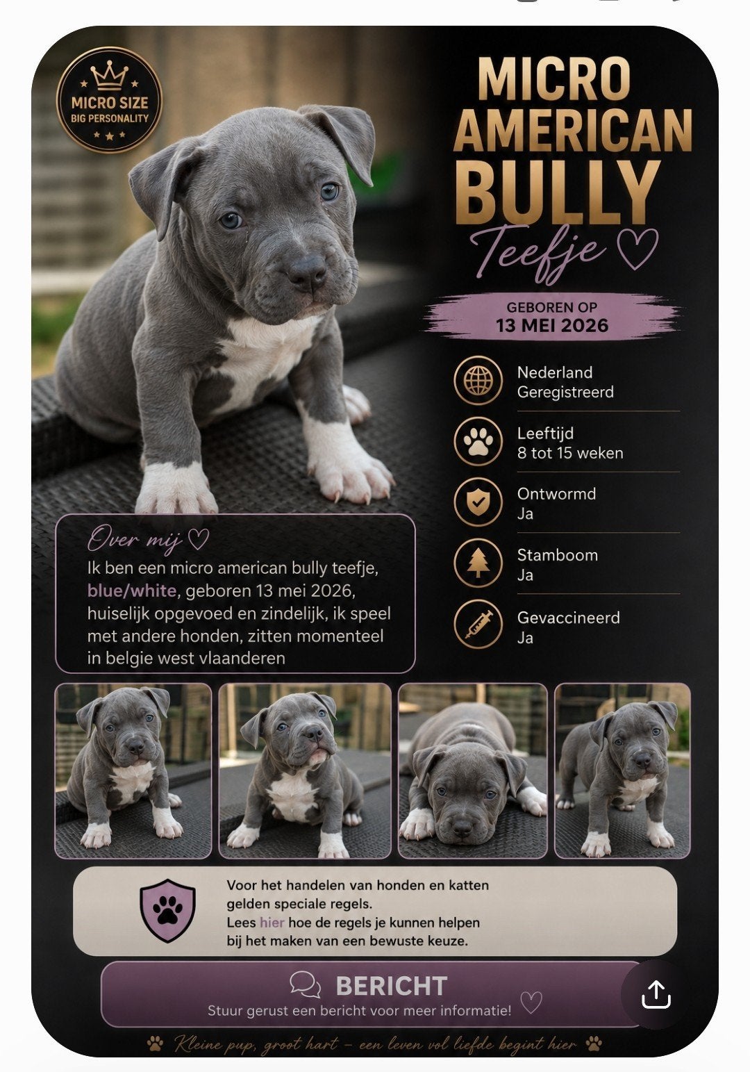american bully pup teef 13/05 blue/white, Parvo, 8 tot 15 weken, Teef, Eén hond