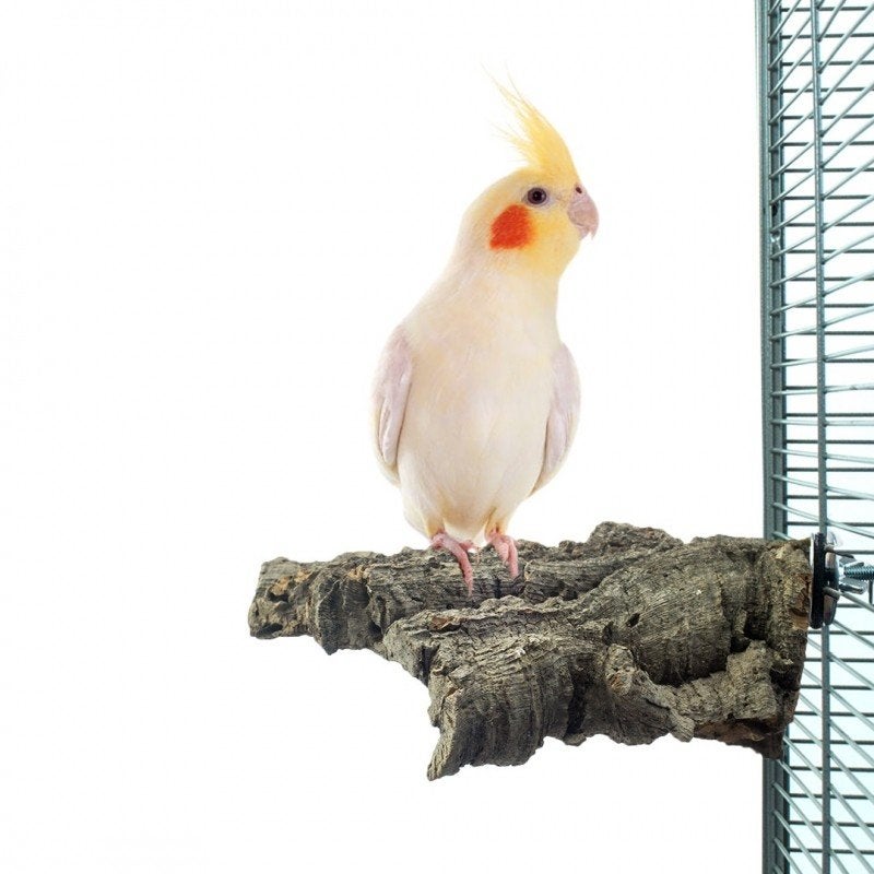 Valkparkiet gezocht. Jonkie en een mannetje, Dieren en Toebehoren, Vogels | Parkieten en Papegaaien