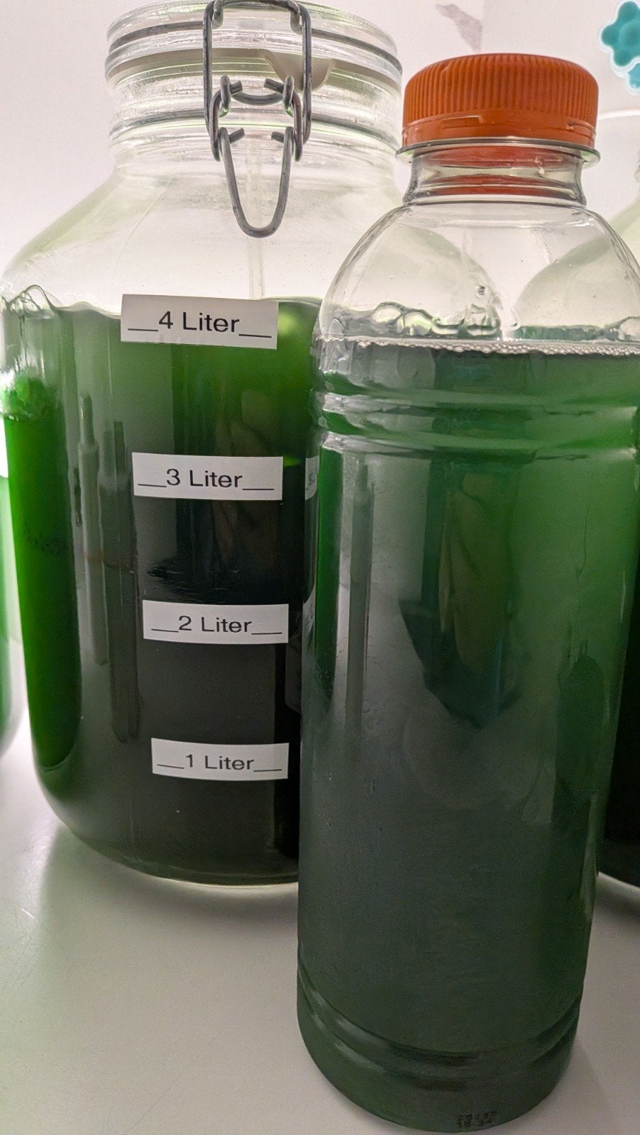 phytoplankton, Ophalen of Verzenden, Nieuw