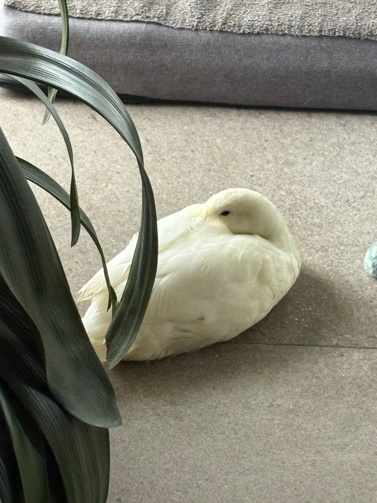 Kwaker eend mannetje woerd wit GERESERVEERD, Dieren en Toebehoren, Pluimvee, Mannelijk, Eend