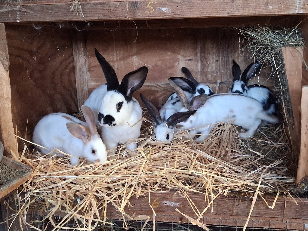 Jonge lotharinger konijnen, Dieren en Toebehoren, Meerdere dieren, Groot, 0 tot 2 jaar