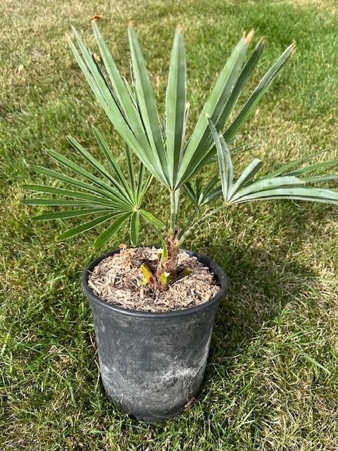 Trachycarpus princeps x wagnerianus., Ophalen of Verzenden, Minder dan 100 cm, Zomer, Palmboom