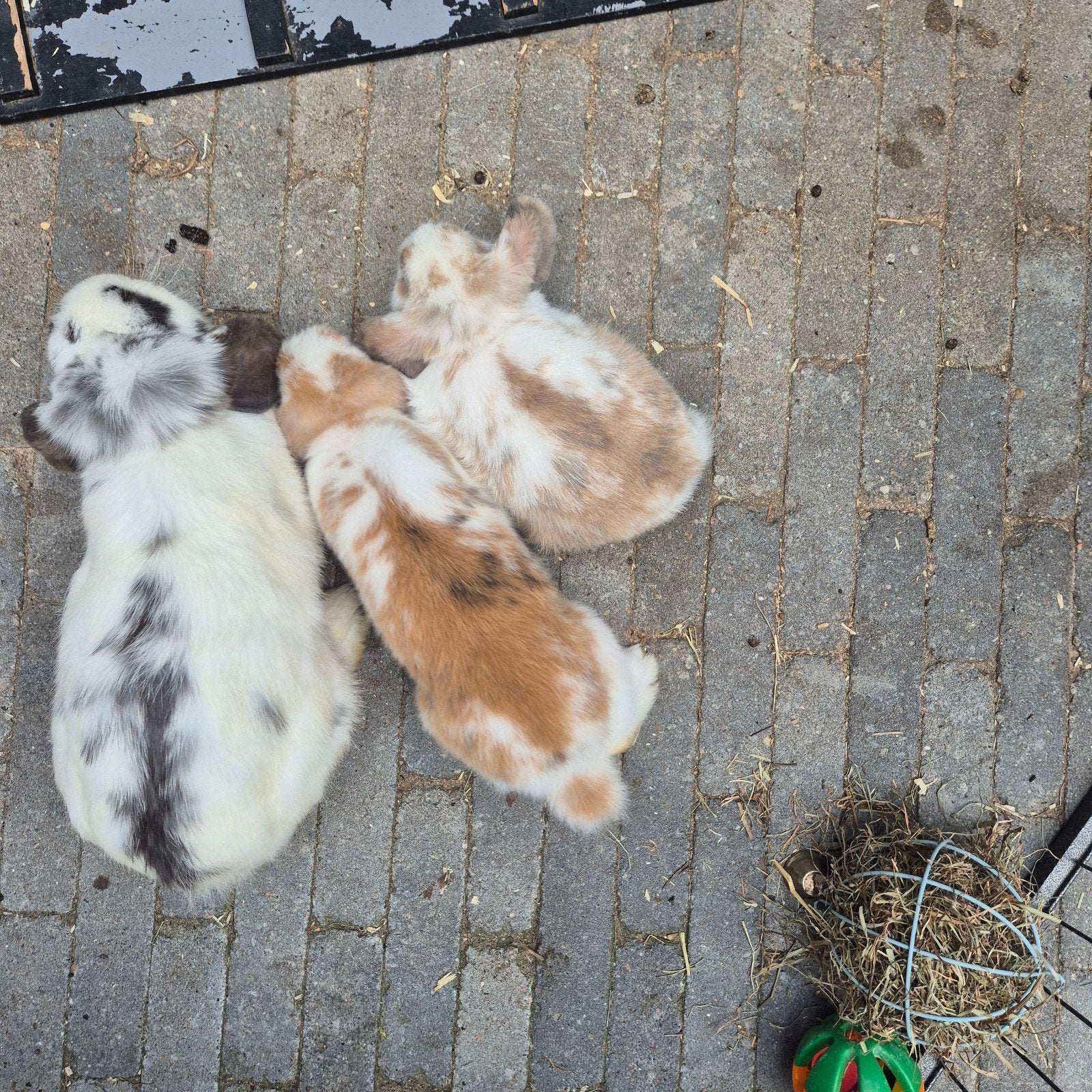 ned. hangoor dwerg konijntjes, Dieren en Toebehoren, Meerdere dieren, Dwerg, Hangoor, 0 tot 2 jaar