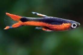 Santa Maria per paar - Endler Gup - Guppy - Koidream Valburg