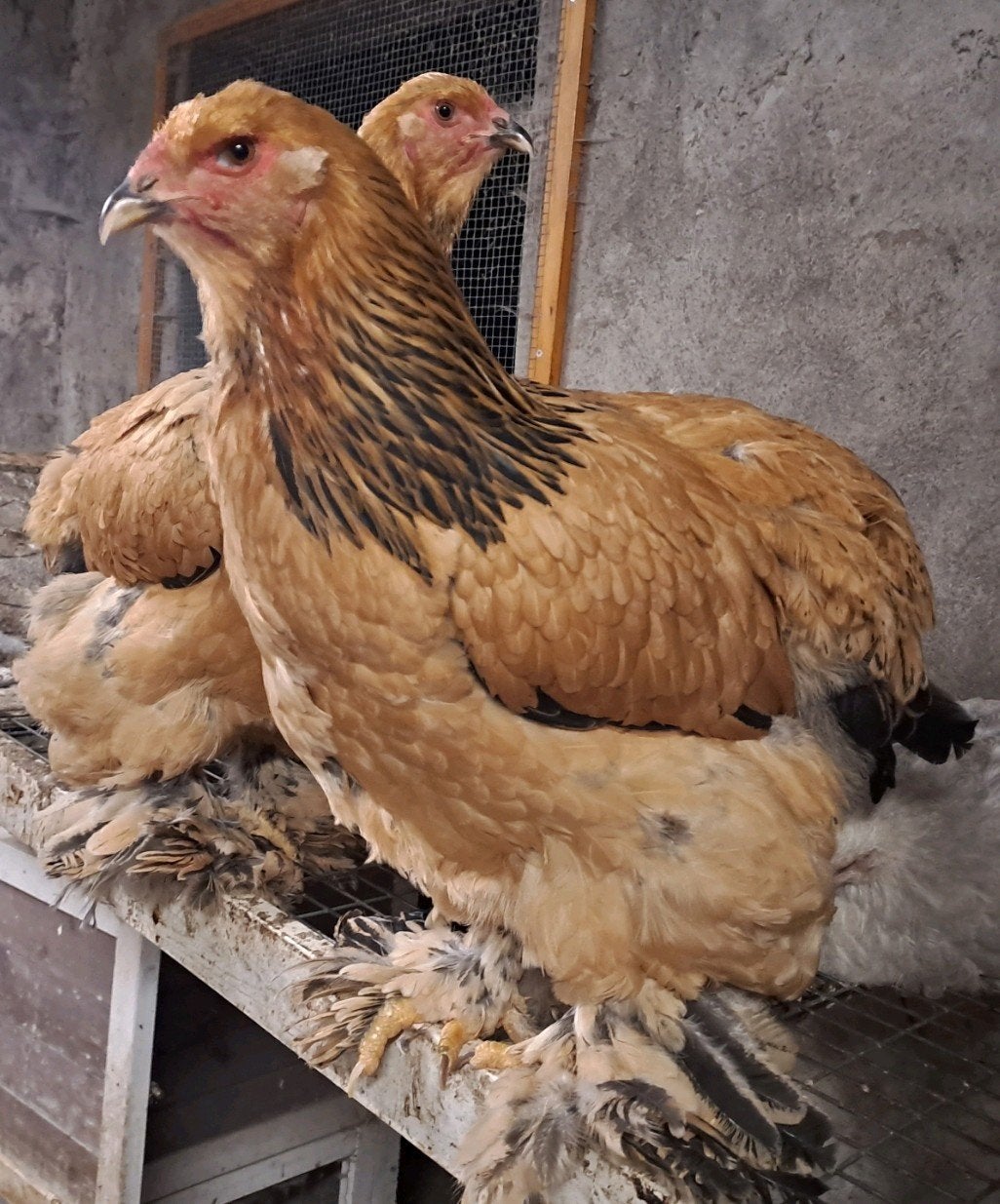 Brahma’s Wyandotte en Usa zijdehoen hennen, Vrouwelijk, Kip