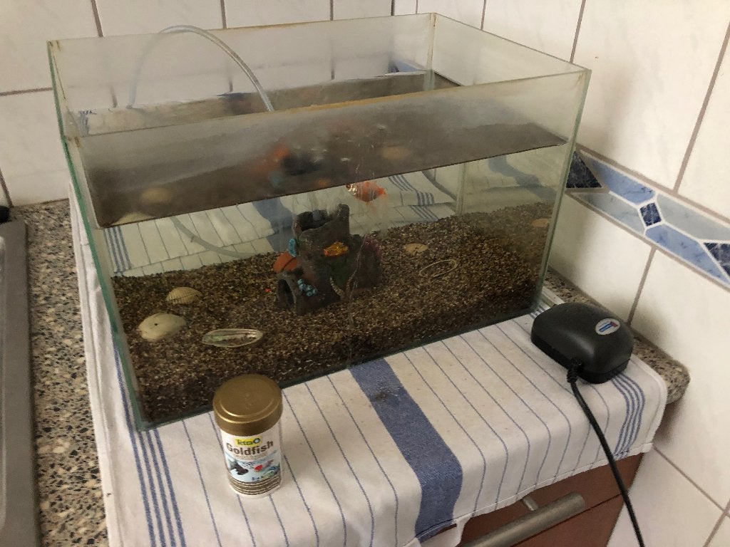 Aquarium met twee goudvissen en pomp, Ophalen, Inclusief vissen, Gebruikt, Gevuld zoetwateraquarium