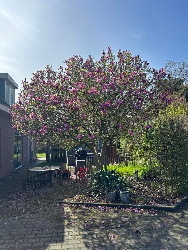 Mooie magnolia boom, Tuin en Terras, Overige soorten, Lente, 400 cm of meer, Ophalen