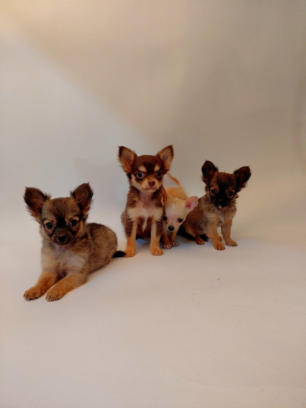 prachtige Chihuahua pups, 8 tot 15 weken, Teef, Meerdere, Chihuahua