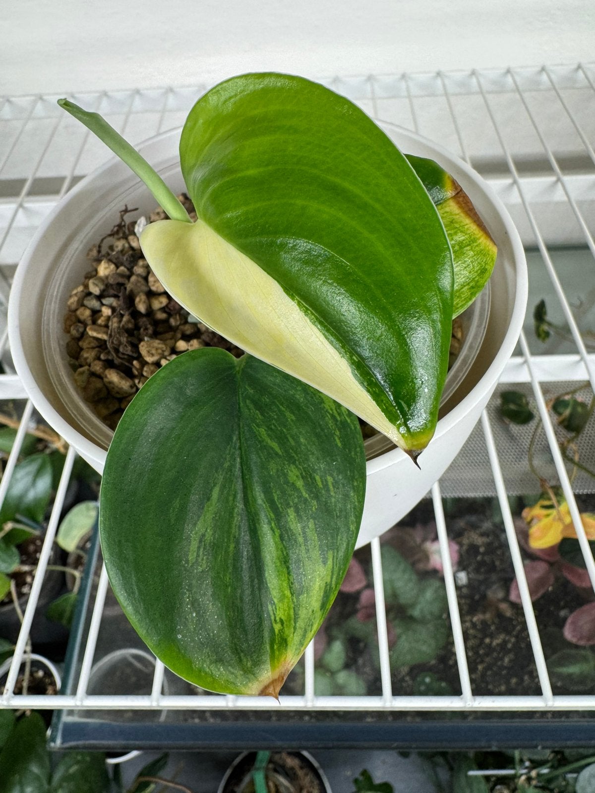 Scindapsus Treubii Moonlight variegata stek, Huis en Inrichting, Ophalen of Verzenden, Halfschaduw, Minder dan 100 cm