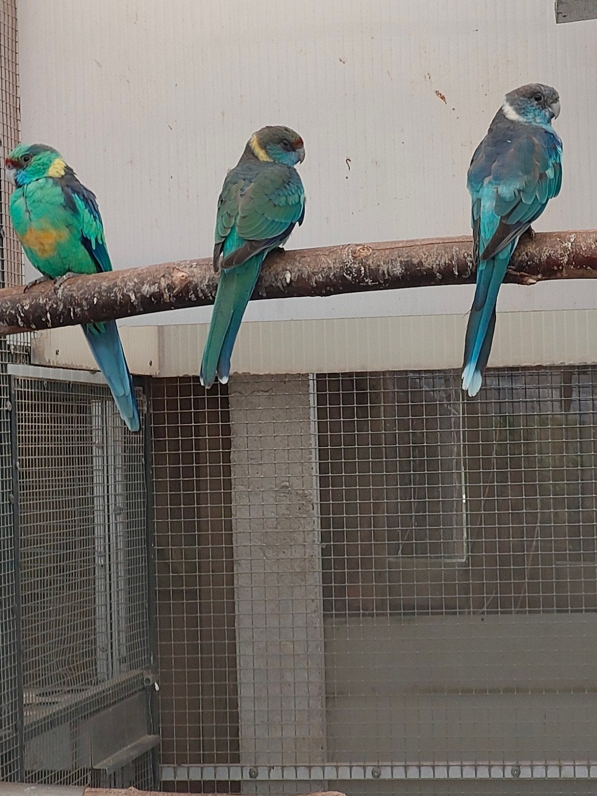 Te koop jonge berard., Dieren en Toebehoren, Meerdere dieren, Parkiet