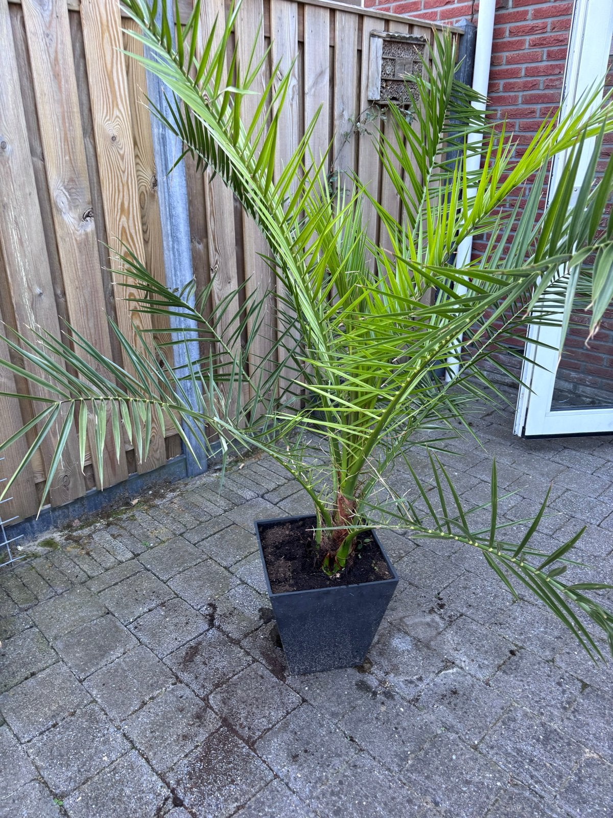 Mooie Phoenix Canariensis - Canarische dadelpalm, Volle zon, Vaste plant, Bloeit niet, Ophalen