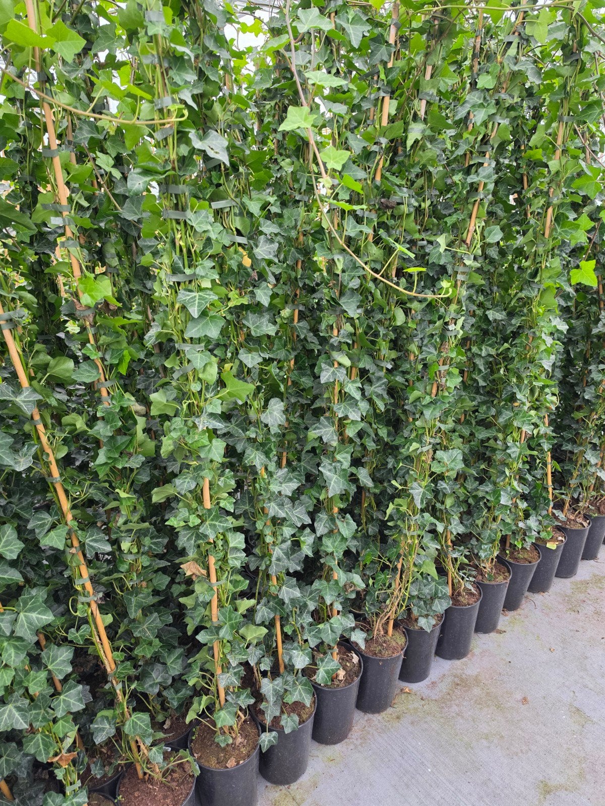 hedera hibernica, Ophalen of Verzenden, Bloeit niet, Klimplanten, Halfschaduw