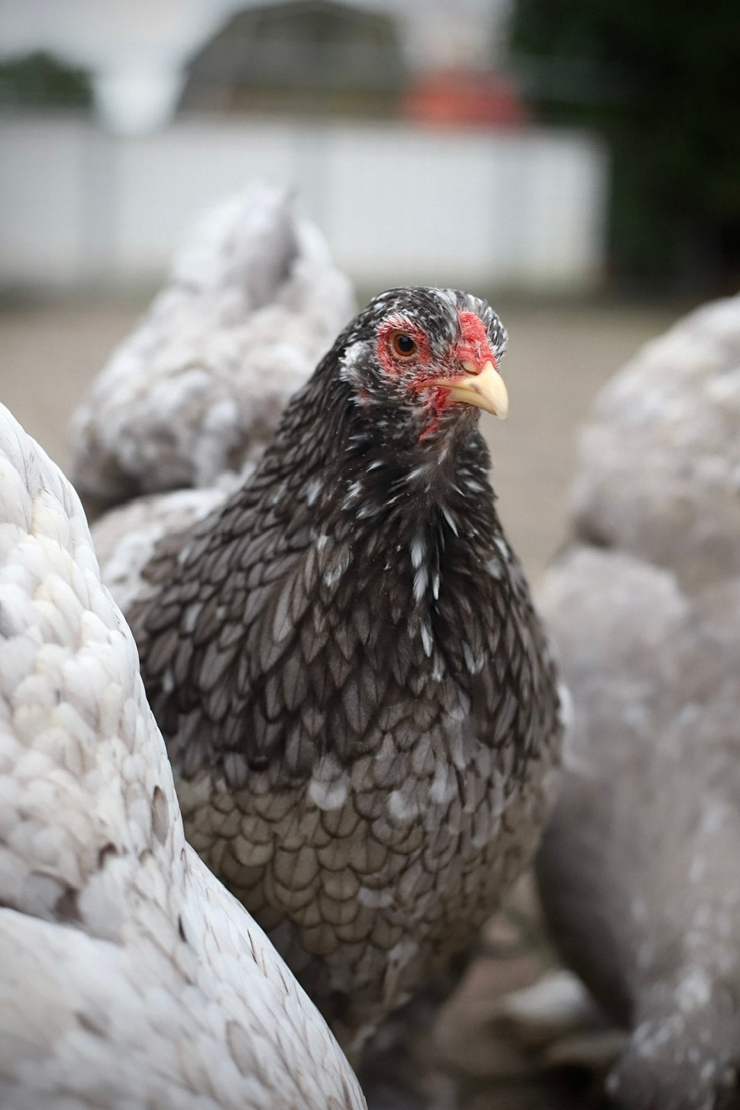 🥚 Brahma broedeieren 🥚, Geslacht onbekend, Kip