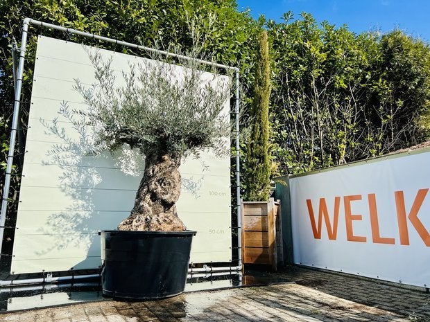 Olijfboom - Olea Europea - stamomvang 100-120 cm, Ophalen of Verzenden, Olijfboom, 250 tot 400 cm, Zomer
