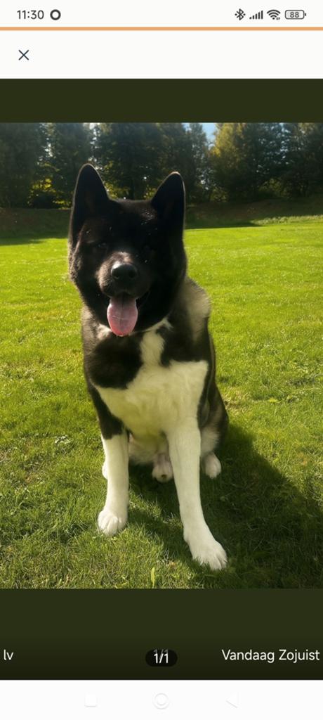 Liefdevol huisje gezocht voor onze Akita Reu, Reu, Eén hond, 3 tot 5 jaar, Nederland