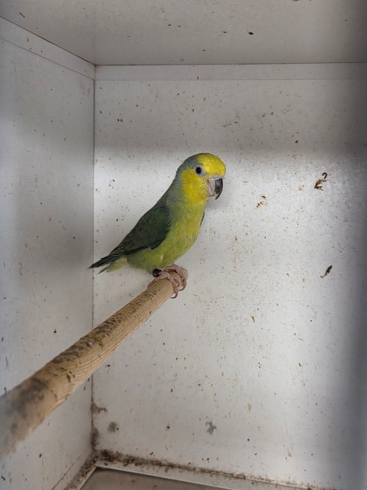 koppel xantophs, Dieren en Toebehoren, Vogels | Parkieten en Papegaaien, Meerdere dieren, Dwergpapegaai of Agapornis, Geringd