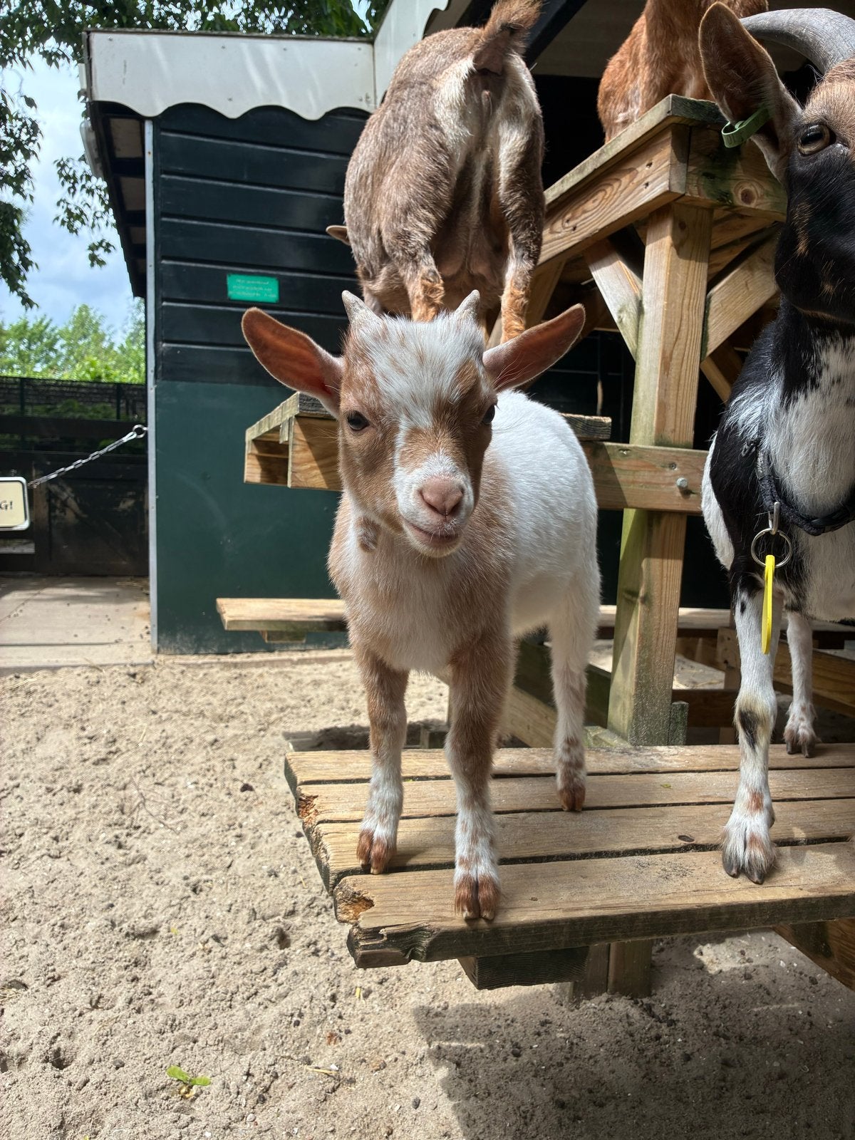 Lief Dwerggeitbokje zoekt een nieuw huisje! CAE/CL vrij., Mannelijk, Geit