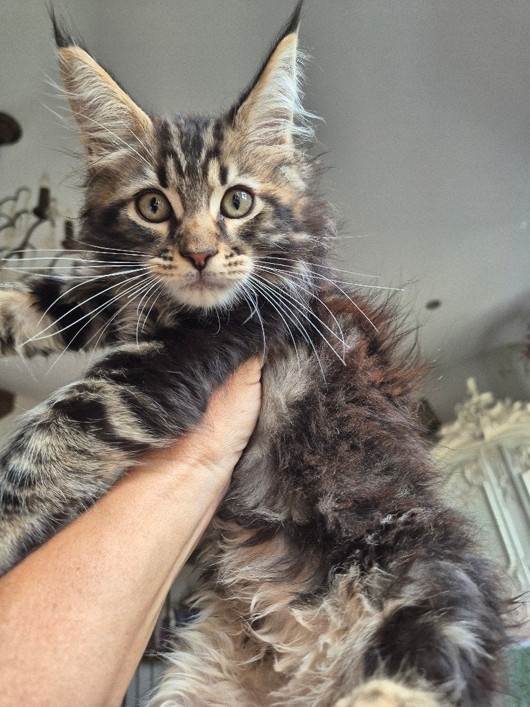 Maine coon boy, Poes, Ontwormd, 0 tot 2 jaar