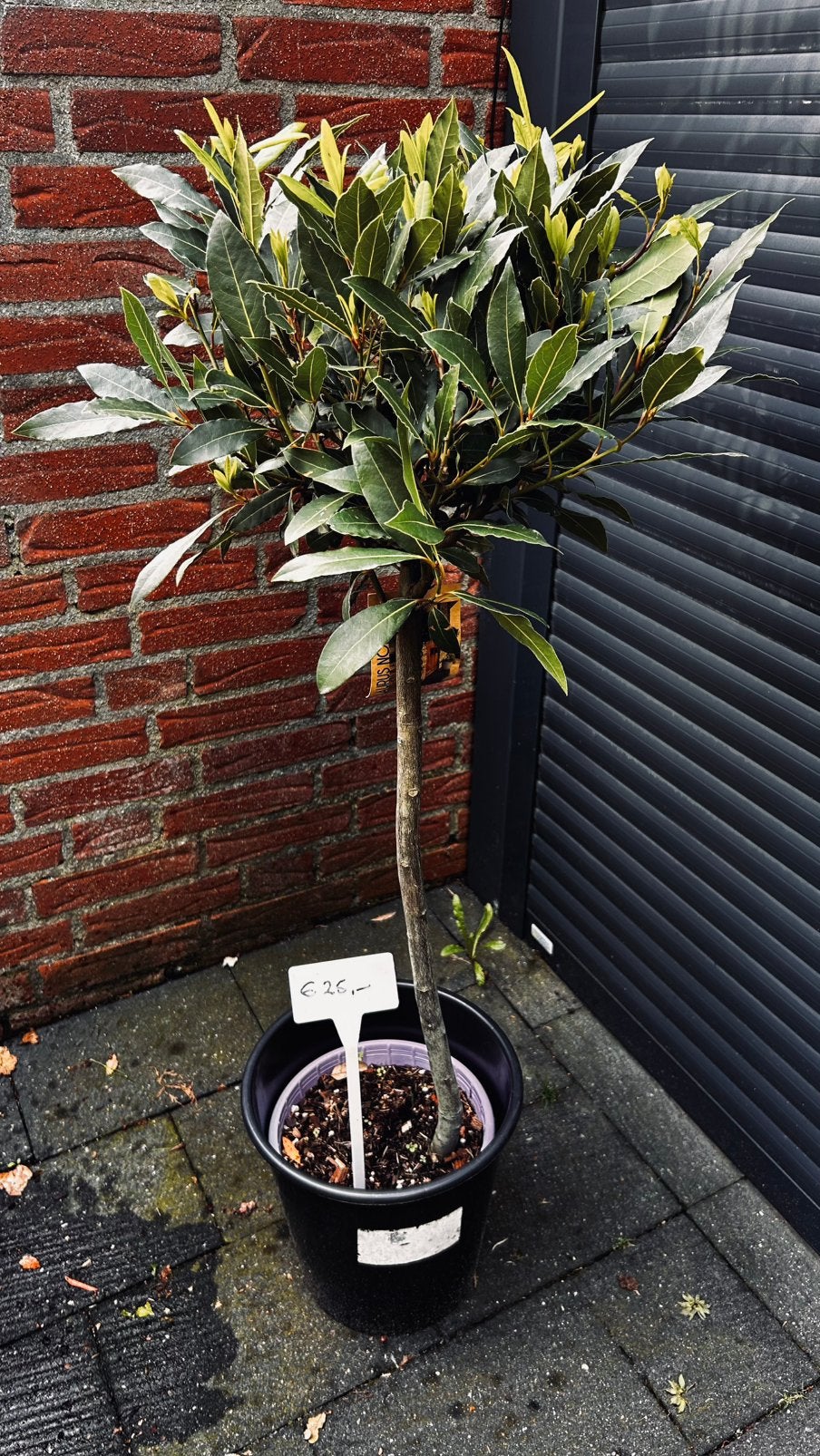 Laurierboom (Laurus Nobilis) - Perfect voor tuin en keuken, Ophalen, Volle zon, Vaste plant, Bloeit niet