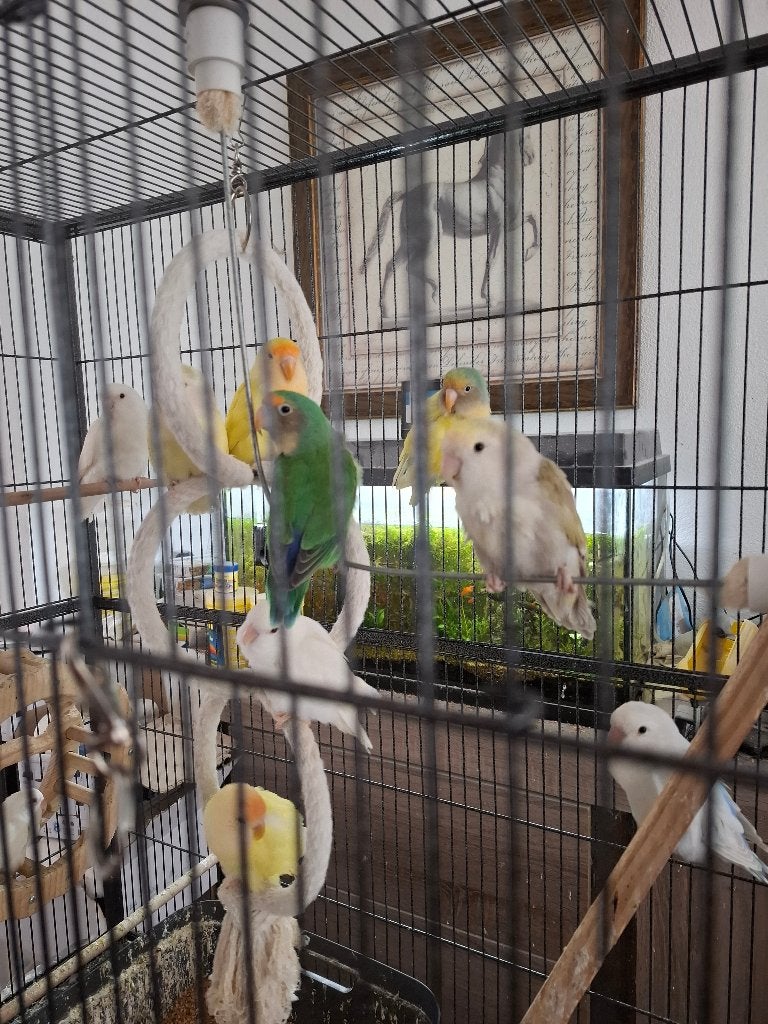 Te Koop Agapornis 2026, Meerdere dieren, Papegaai