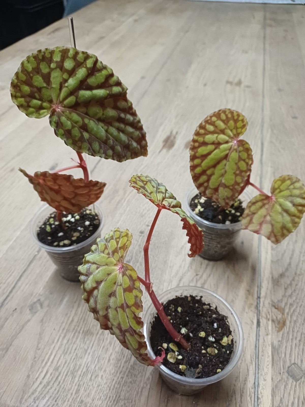 Begonia Chlorosticta red, Huis en Inrichting, Kamerplanten, Ophalen of Verzenden, Halfschaduw, Minder dan 100 cm