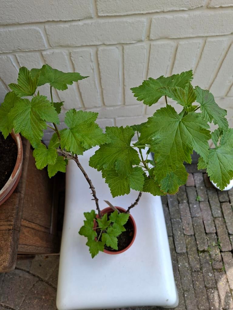 Zwarte bes Struik eetbaar, Ophalen, Minder dan 100 cm, Overige soorten, Lente