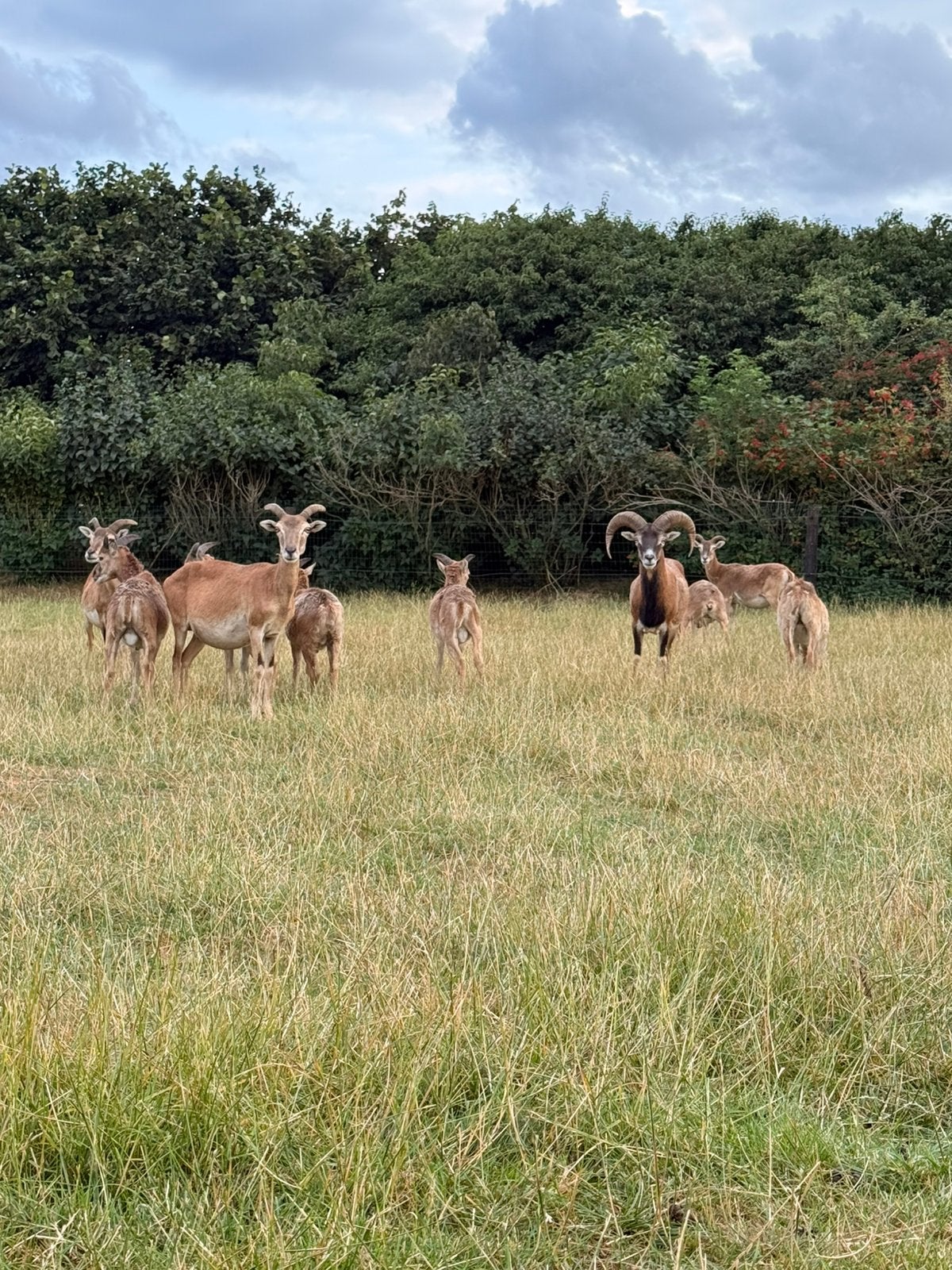 Moeflons, Meerdere dieren, Schaap