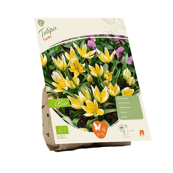 Tulp (Tulipa Tarda) BIOLOGISCH, Ophalen of Verzenden, Najaar, Volle zon, Bloembol